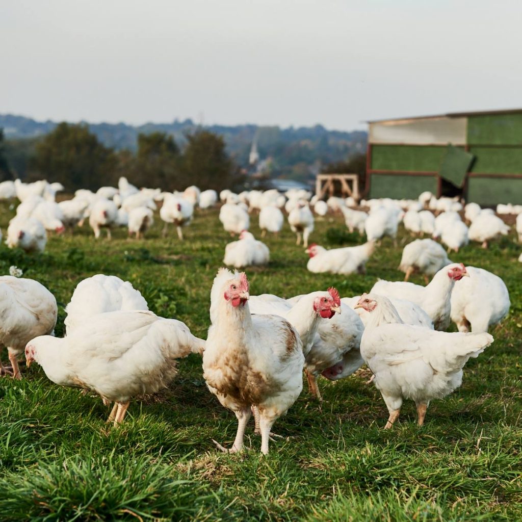 What is the difference between organic chicken and regular chicken