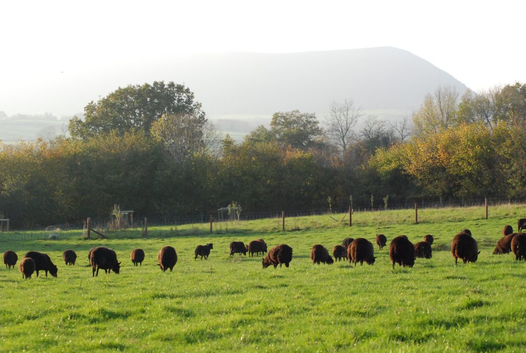 Black Welsh lamb in the fields