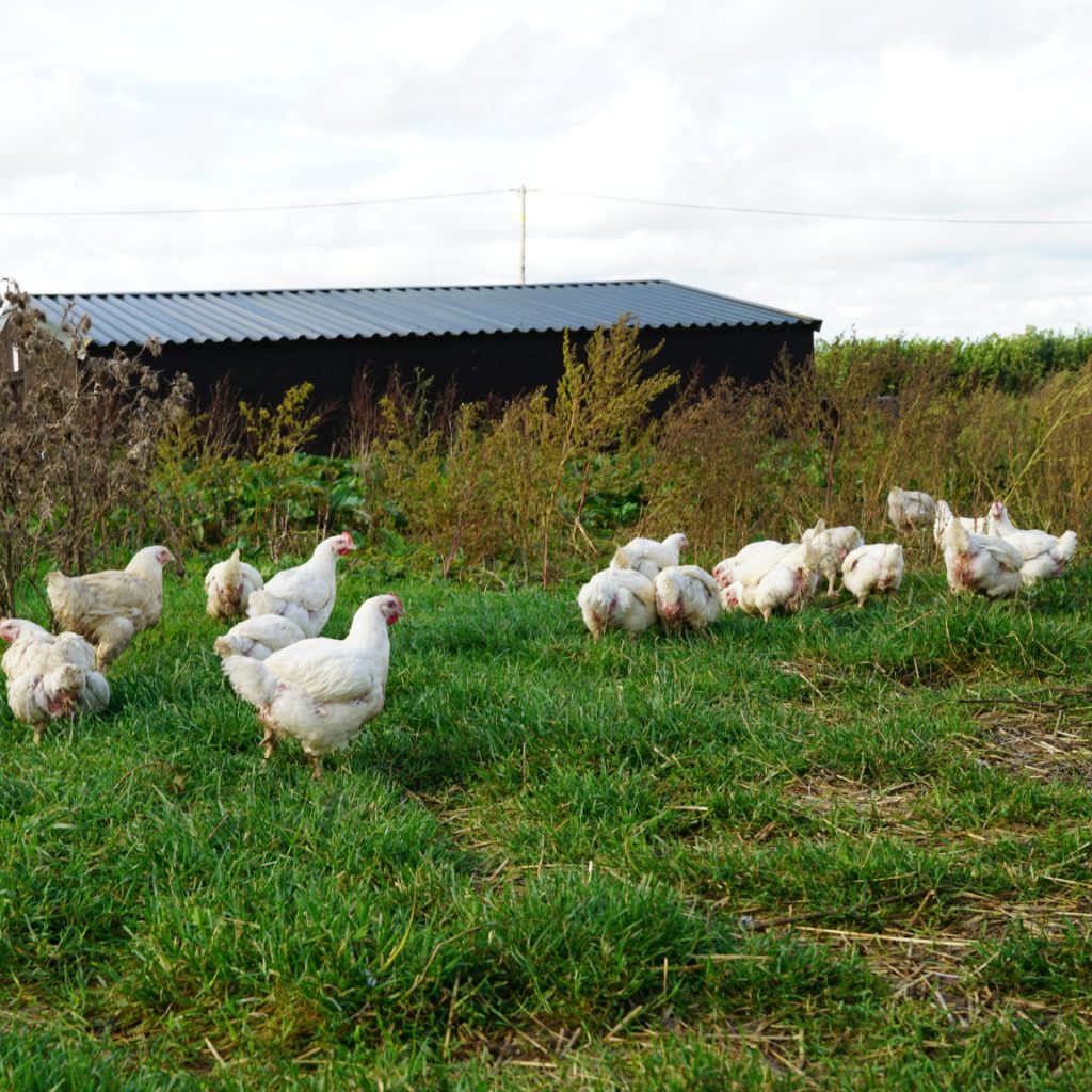 Castlemead chickens in a field