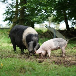 Is pork healthy? | A sow with one of her piglets