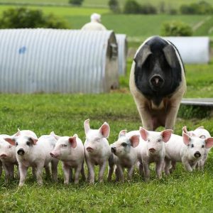 Is pork healthy? | Organic farm