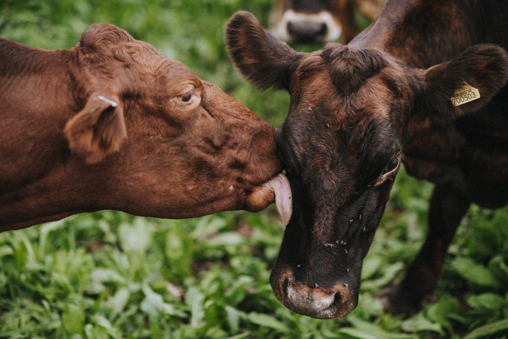 Taw River Dairy | Cows | Matt Austin