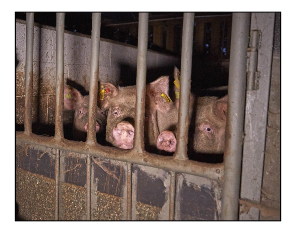 Pigs in a factory farm