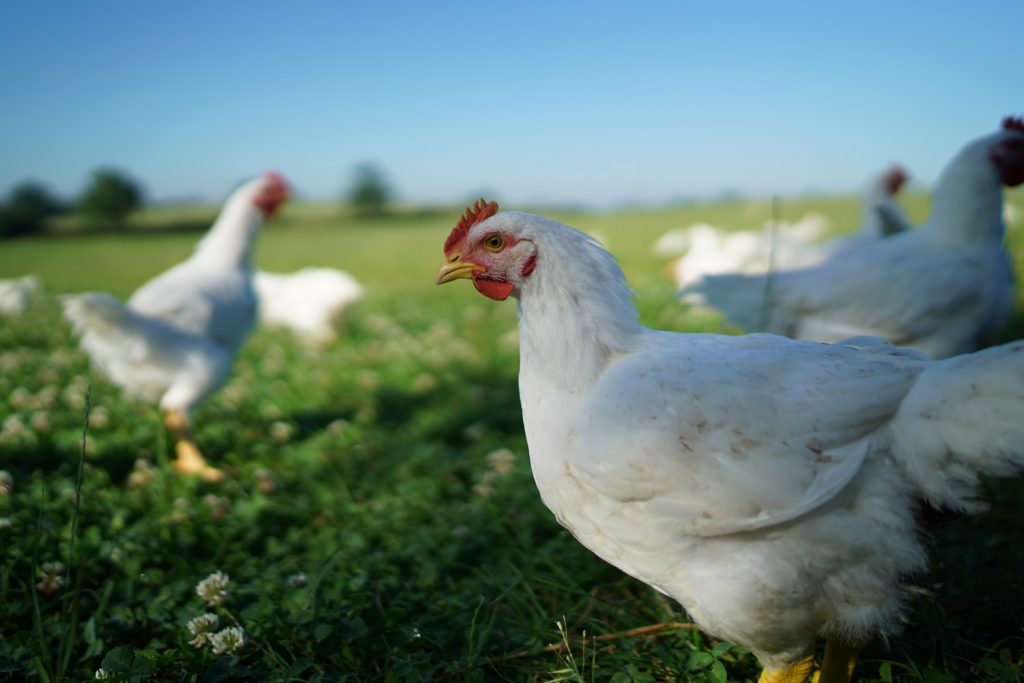 Fosse Meadows chickens in field