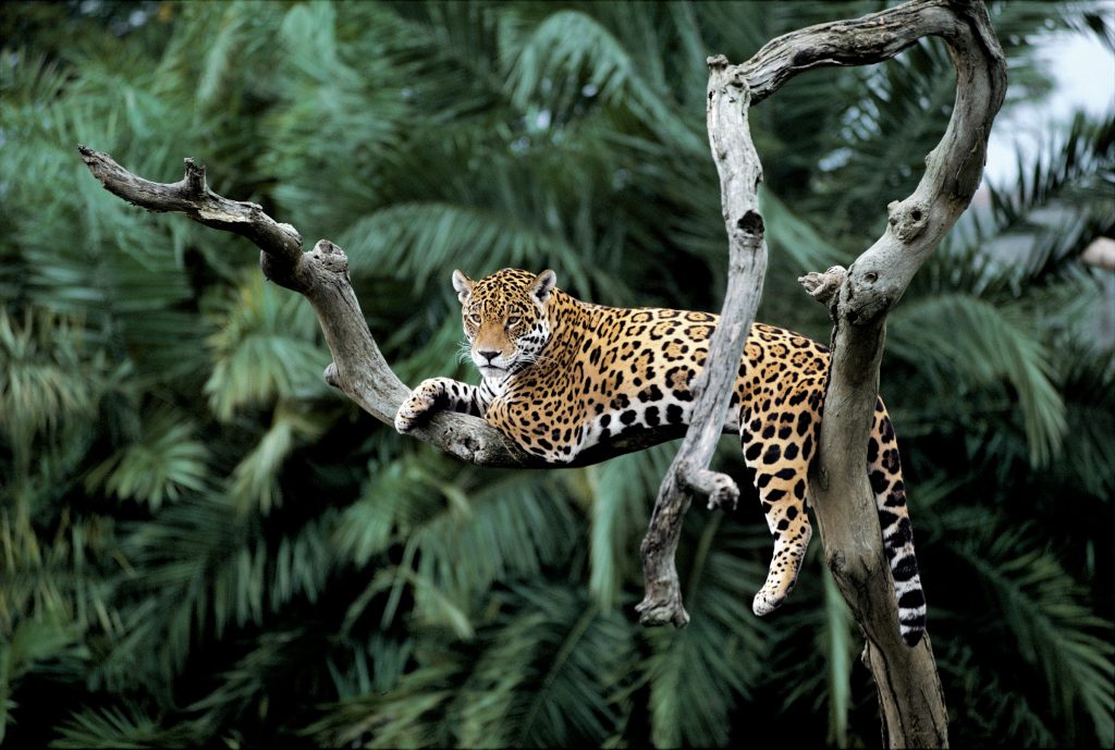 A jaguar in self-isolation in Brazil | © Y.-J. Rey-Millet / WWF