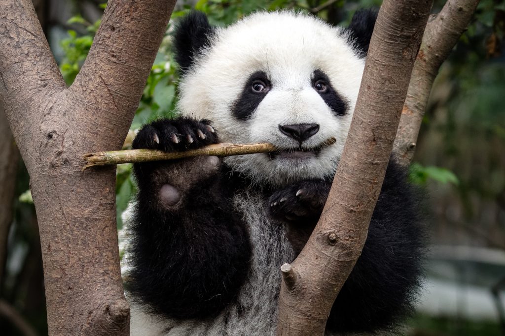 A giant panda | © Sharon Fisher