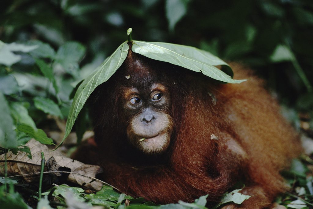 A Sumatran orangutan | © naturepl.com / Anup Shah / WWF