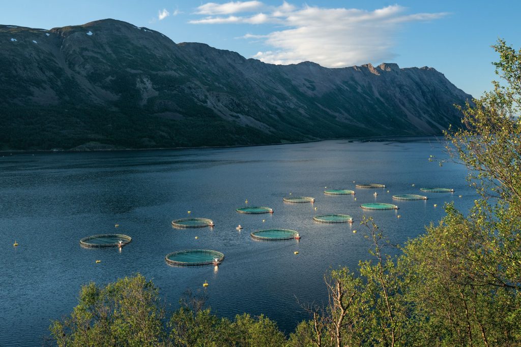 Patagonia Artifishal Salmon Farms