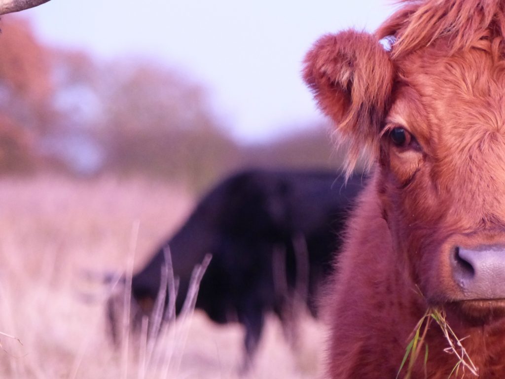 Rosewood farm cattle