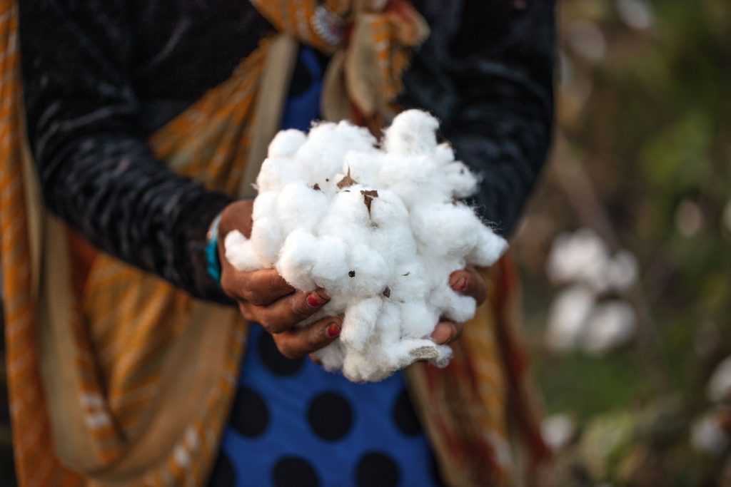 Organic cotton grown in India. Credit: Tim Davis