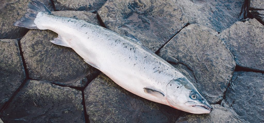 Farmed Glenarm Organic Salmon