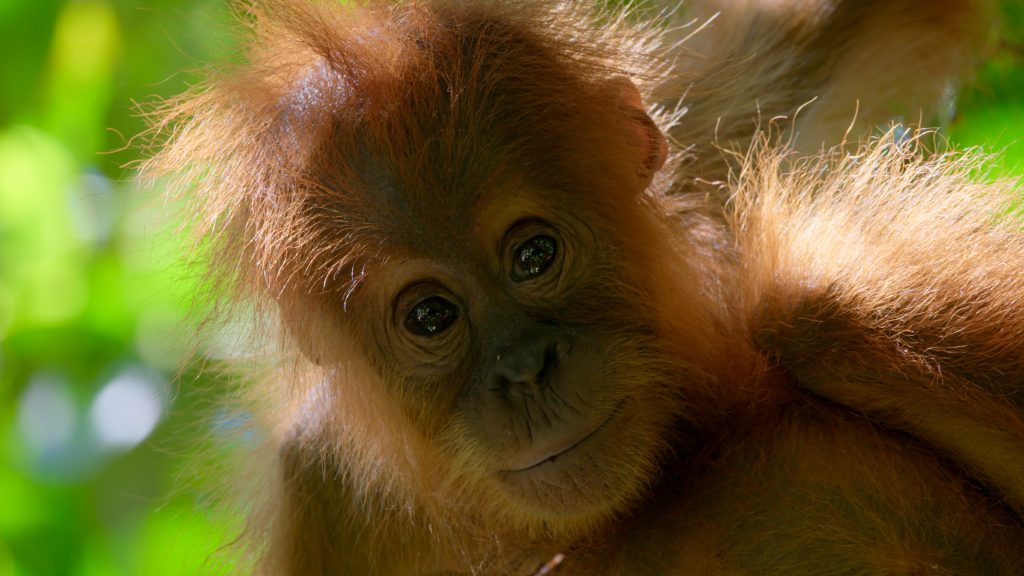 Young orangutan in Borneo