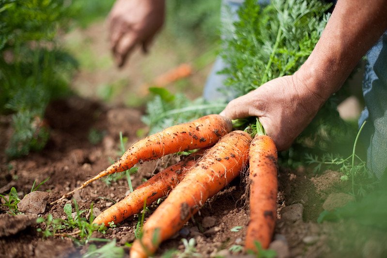 Riverford carrots