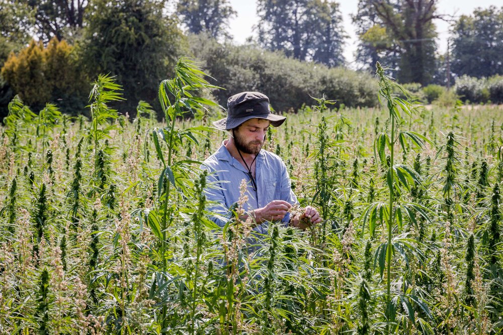 Hempen | Theo in Hemp Field