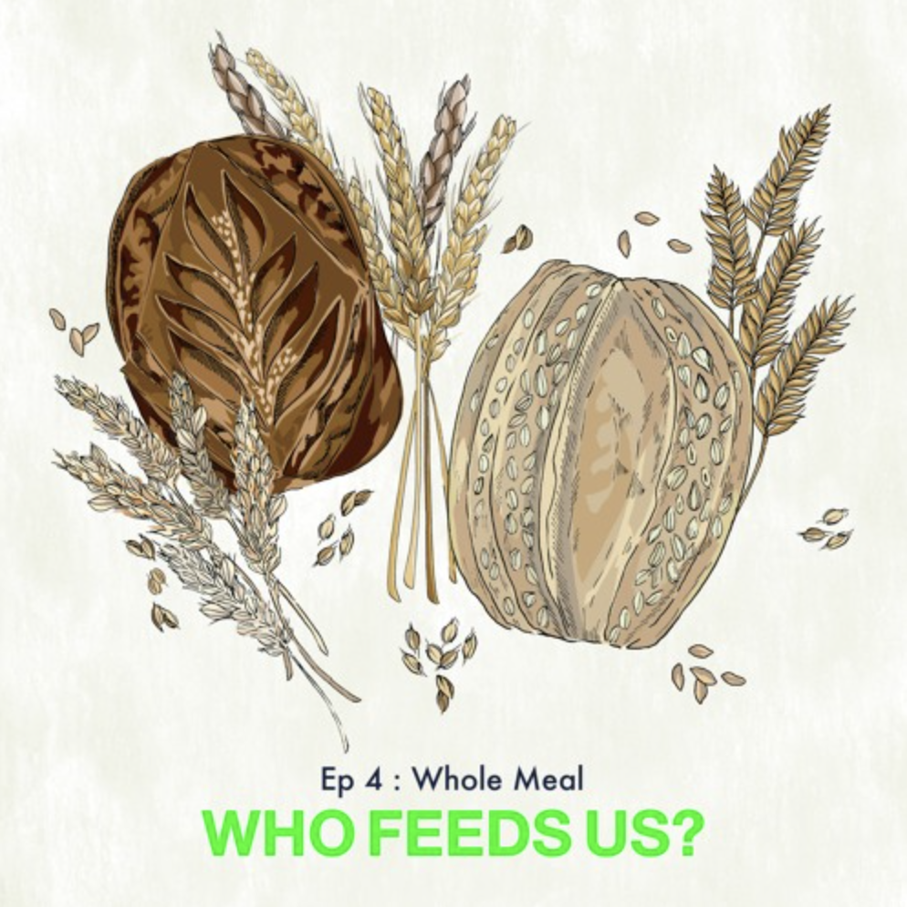 Imagee of bread and grains | Who Feeds us? | Whole meal episode