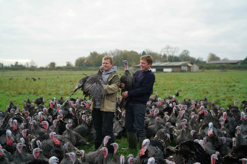 Fosse Meadows free-range turkeys in a field