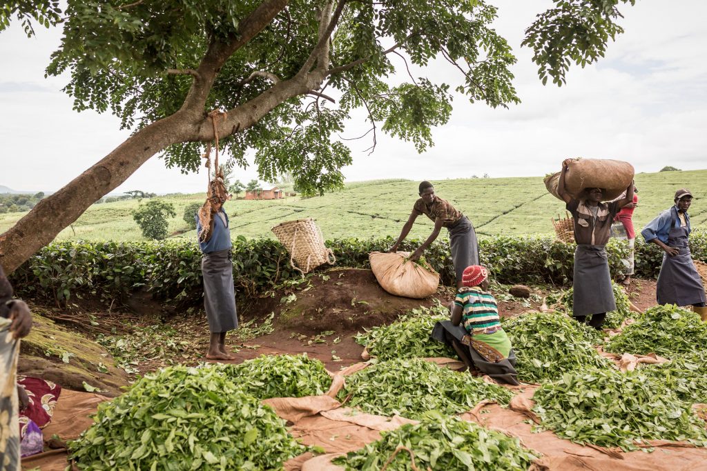 Tea farmers, Malawi