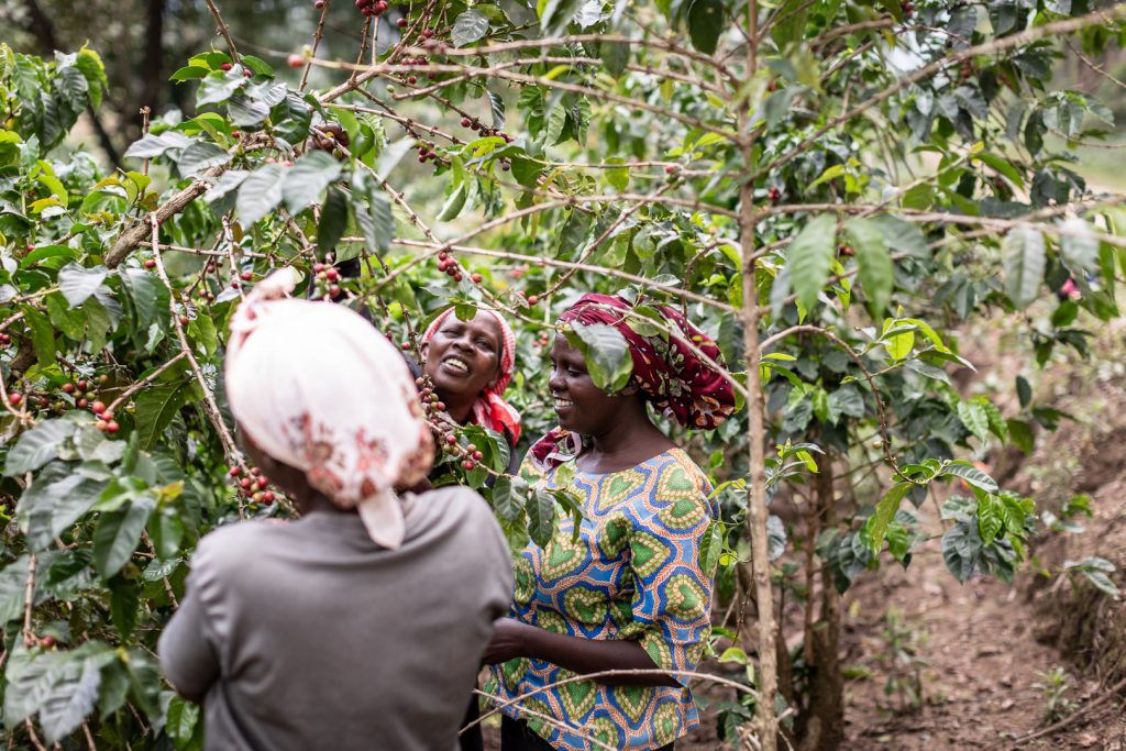 Women farming coffee cherries