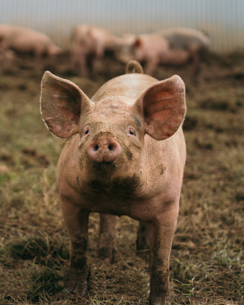 field&flower pig, simon price