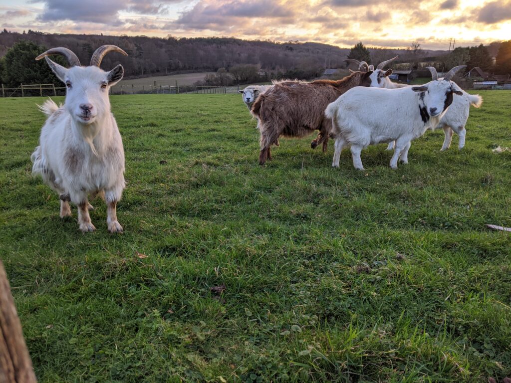 Elvis & Kresse sheep