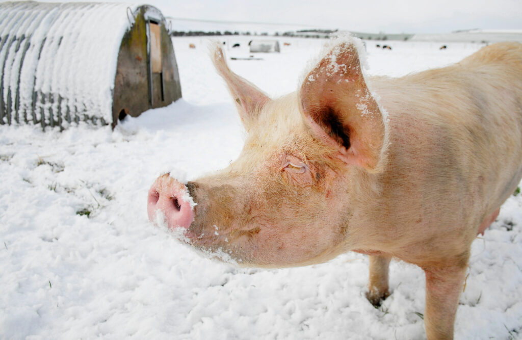 Helen Browning's pig in snow 