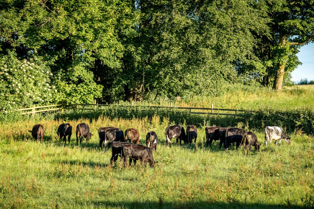 Coombe Farm Organic cows grazing in a field