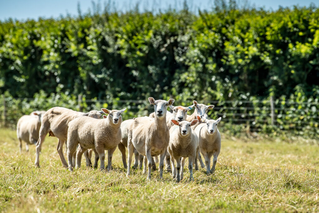 Coombe Farm Organic | sheep in a field