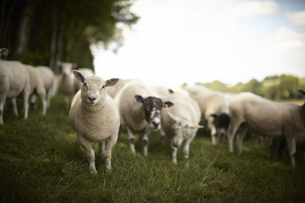 Manor Farm Organics Sheep | Katie Jowitt