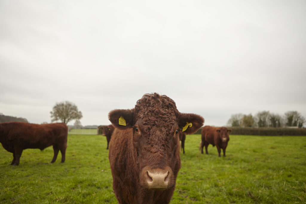 The Ethical Butcher | What is regenerative agriculture?