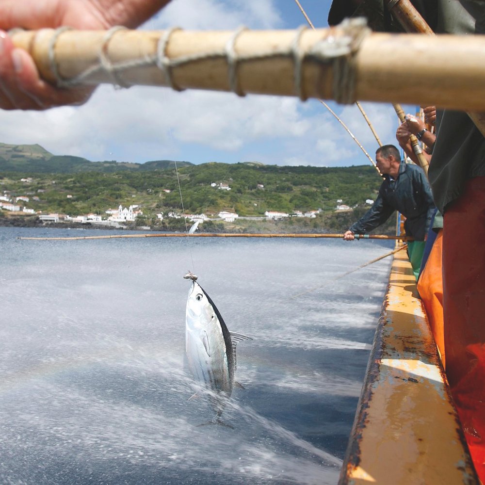 Fish4Ever | sustainably fished tuna