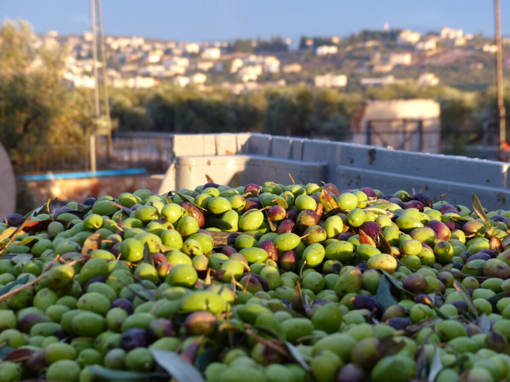 Fairtrade olive oil production in Palestine | natural anti-ageing ingredients in beauty products