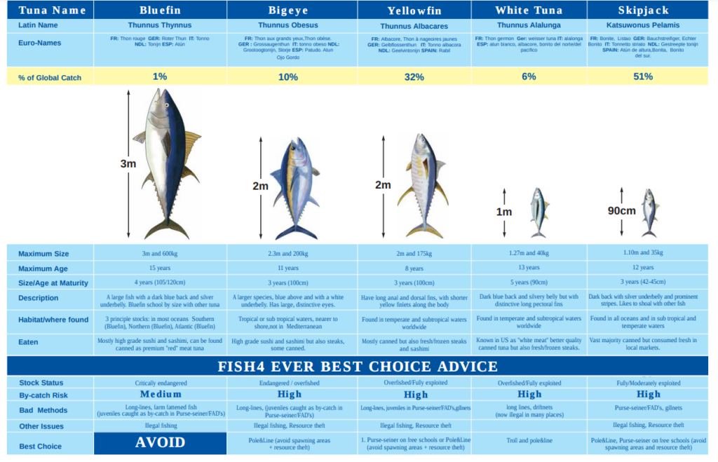 Fish4Ever | the different types of tuna