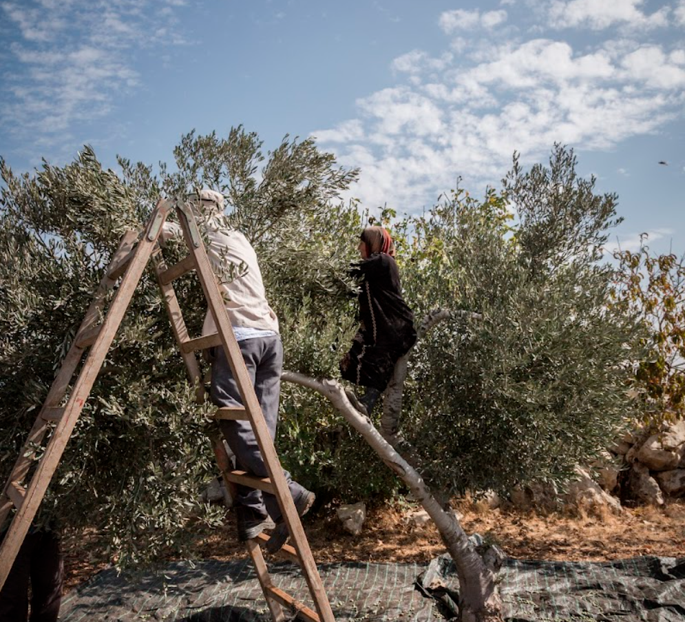 Fairtrade Olive Oil harvest in Palestine | natural anti-ageing ingredients in beauty products