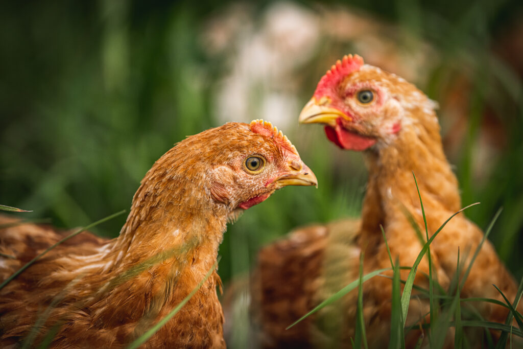 Coombe Farm Organic free-range chickens