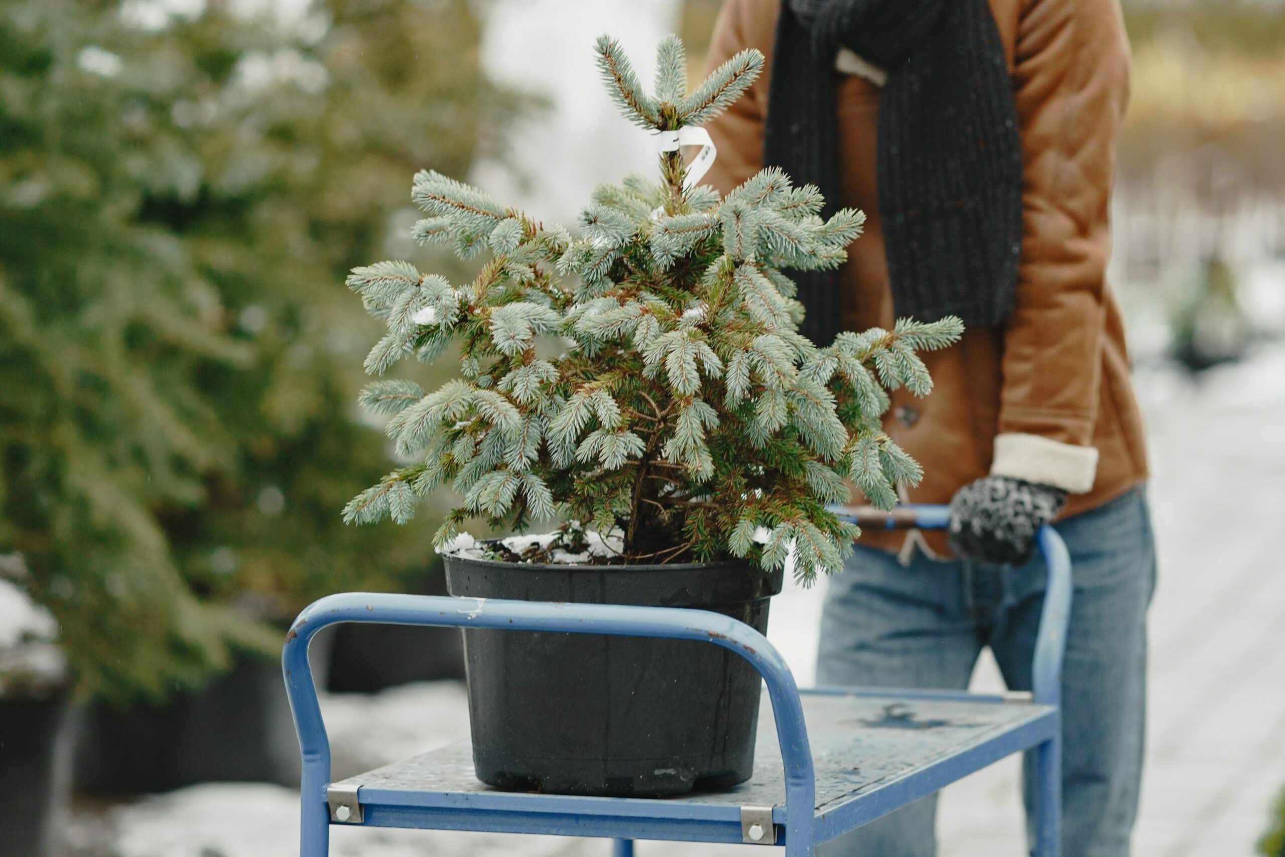 Sustainable Potted Christmas Tree