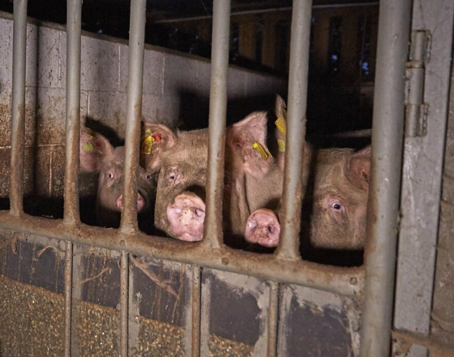 Pigs in a factory farm