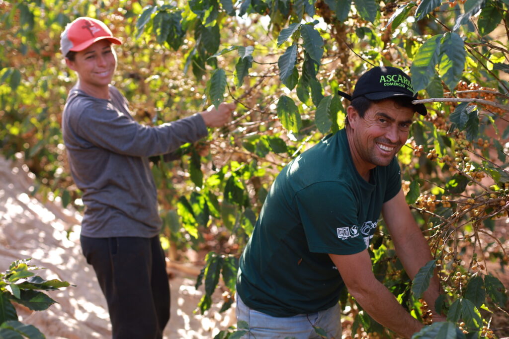 Farmers picking coffee | The Ascarive co-operative in Brazil | Fairtrade coffee brand