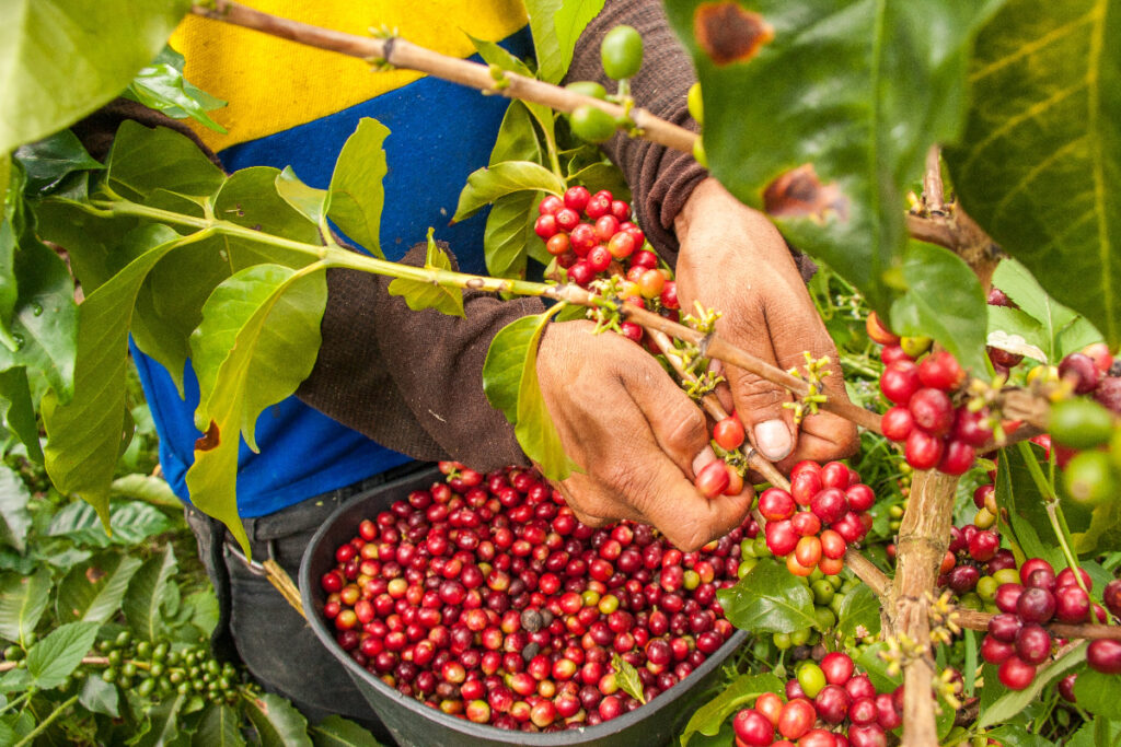 Coffee picking in Colombia | Solidaridad