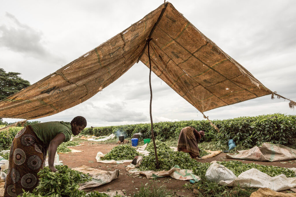 Tea Farming in Malawi | Fairtrade Co-operative