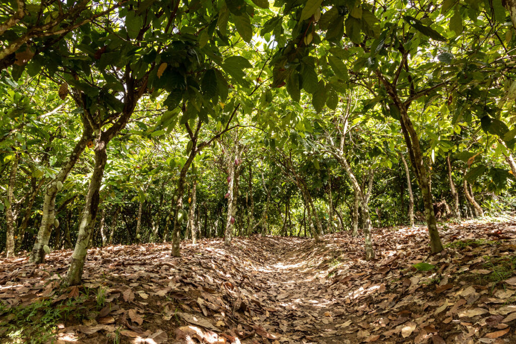 Coffee bushes | Fairtrade Sankofa Project in Ghana