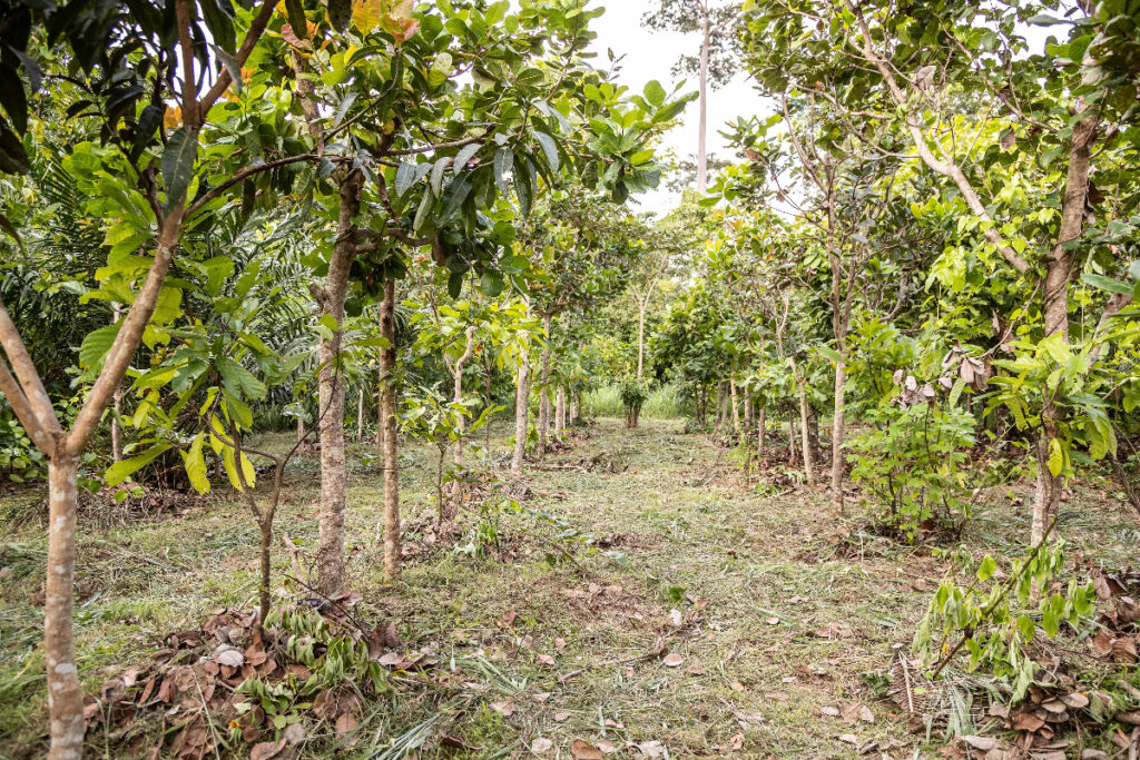 Coffee bushes | Fairtrade Sankofa Project in Ghana