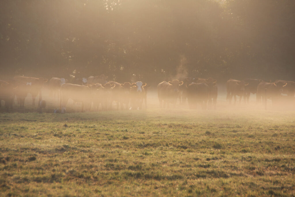 The Slow Farming Company | cows in a field