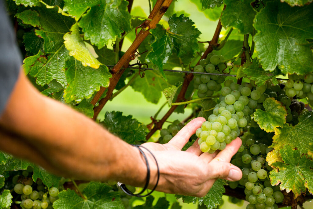 Babich Wines vineyard grapes