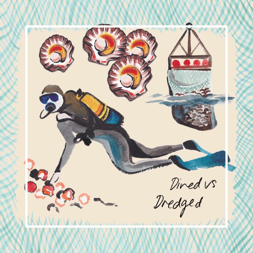 Hand-Dived vs Dredged Scallops: an illustration