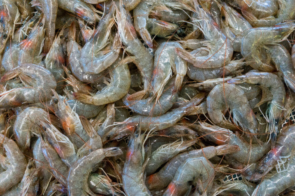 Raw prawns | sustainable prawns