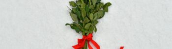 Four red rose stems tied with a red ribbon